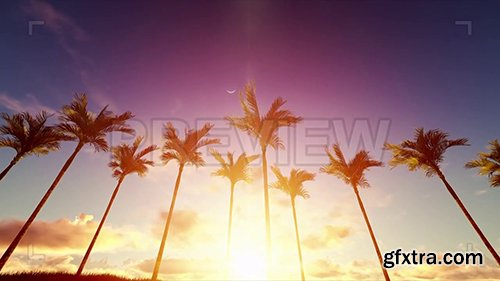 Sunrise Blazing Over Palms 93536