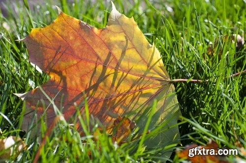 Autumn grass field landscape ear of yellow leaf 25 HQ Jpeg