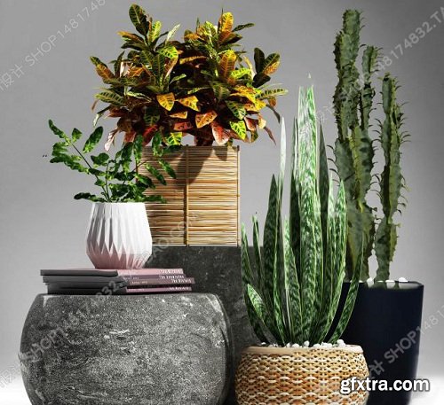 Plants Collection 62