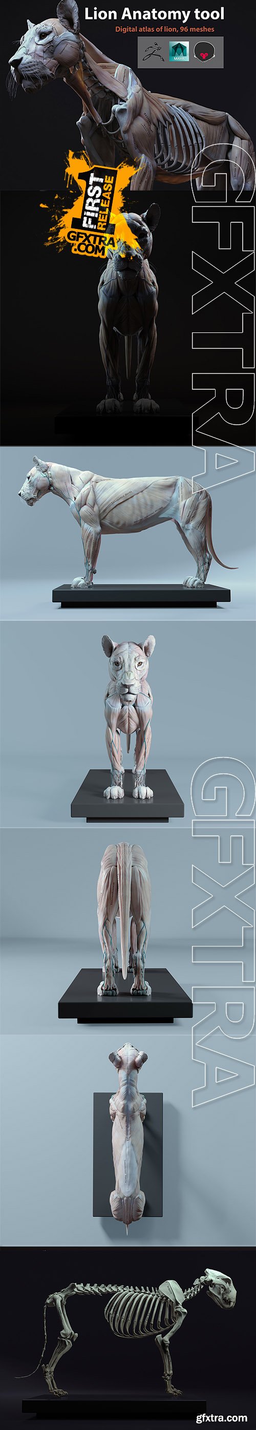 Cubebrush - Lion Anatomy