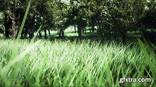 Exploring A Green Park 133738 Exploring A Green Park 133738