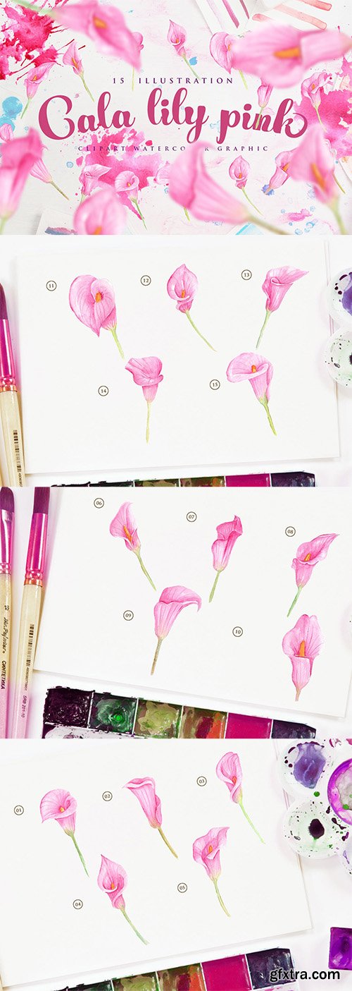 15 Watercolor Cala Lily Pink Flower Illustration 15 Watercolor Cala Lily Pink Flower Illustration