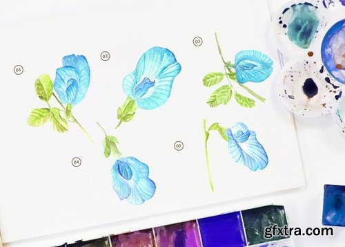 15 Watercolor Butterfly Pea Flower Illustration