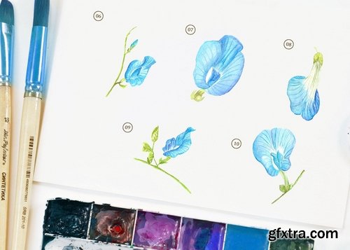 15 Watercolor Butterfly Pea Flower Illustration