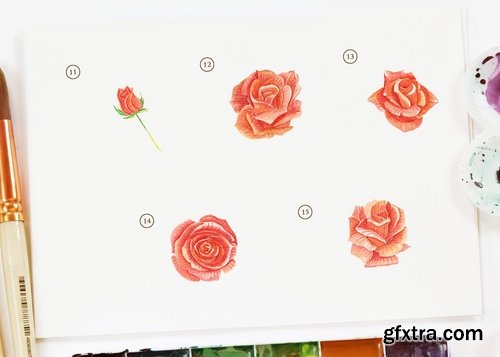 15 Watercolor Rose Orange Flower Illustration