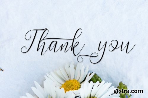 The Amarlettering Bundle of 16 Modern Script Fonts