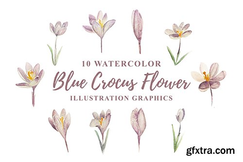 10 Watercolor Blue Crocus Flowers Illustration