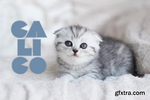 CM - Lococo Font Family 3712820