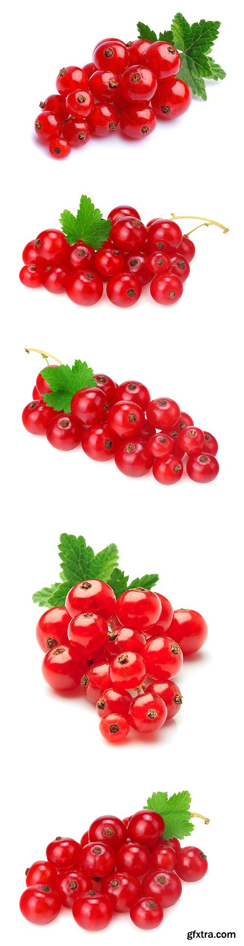 Photo - Red Currant Isolated - 5xJPGs
