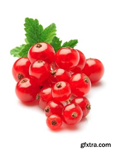 Photo - Red Currant Isolated - 5xJPGs