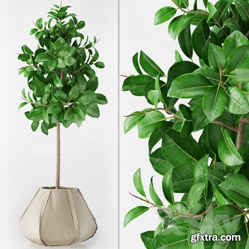 Ficus Elastica Plant 3d Model