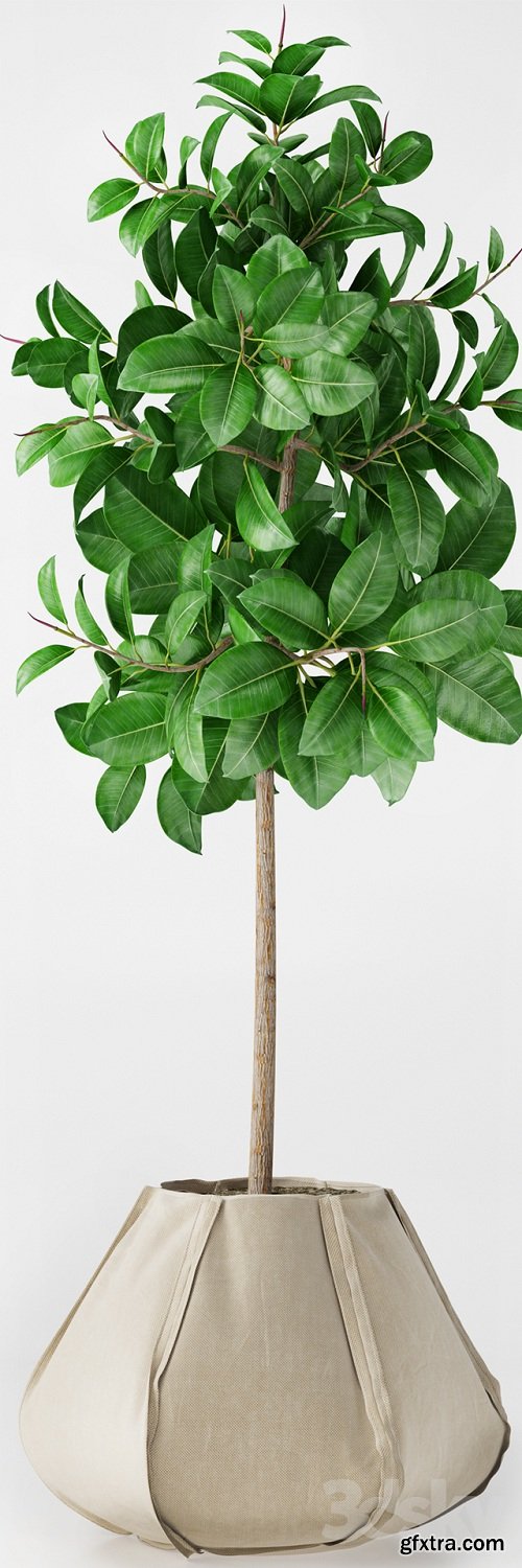 Ficus Elastica Plant 3d Model