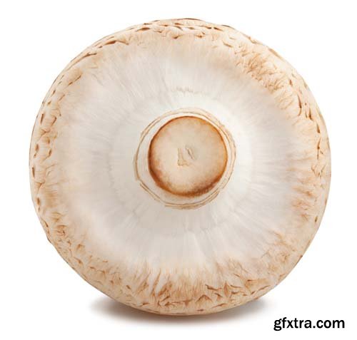Mushrooms Isolated - 15xJPGs