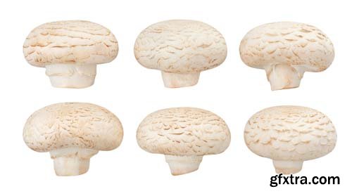 Mushrooms Isolated - 15xJPGs