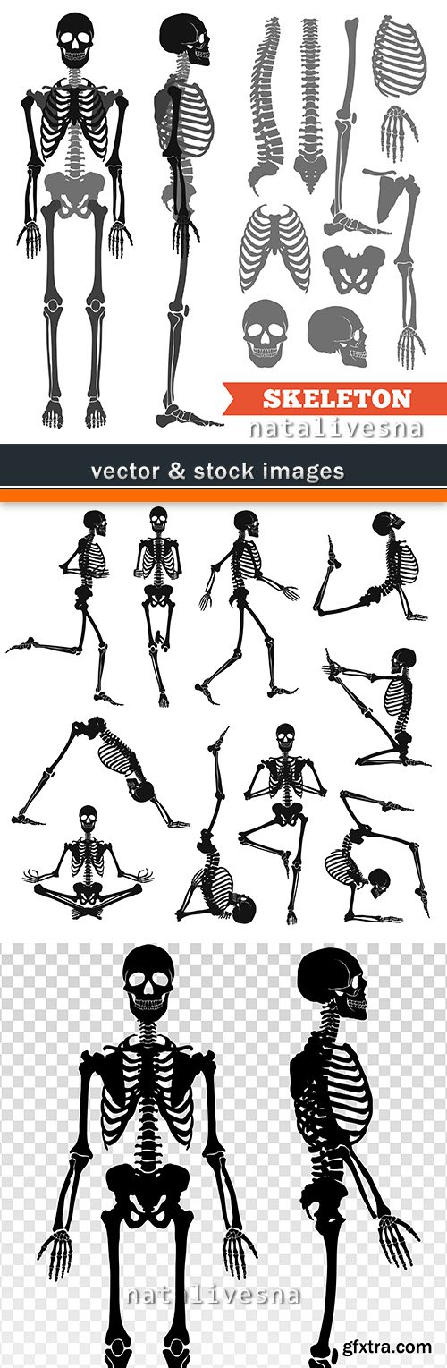 Skeleton black silhouette anatomy structure of person