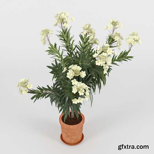 Cgtrader - Nerium Flower 3D model