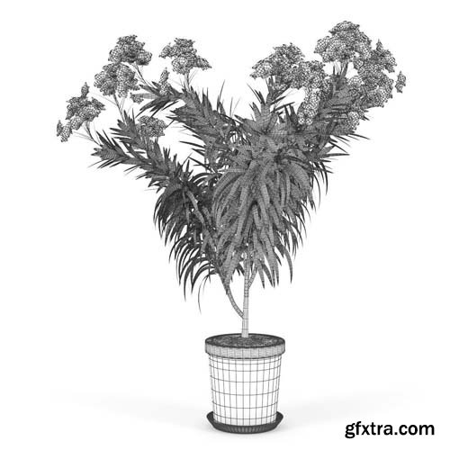 Cgtrader - Nerium Flower 3D model