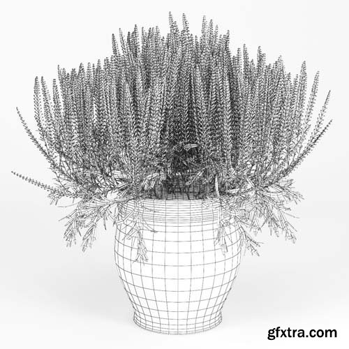 Cgtrader - Flower Calluna 3D model