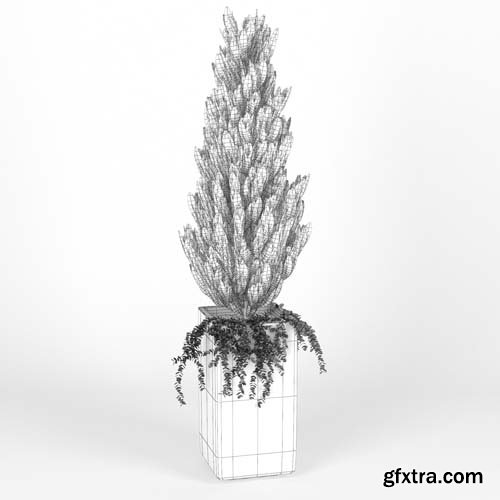 Cgtrader - Square Tall Planter Thuja 3D model