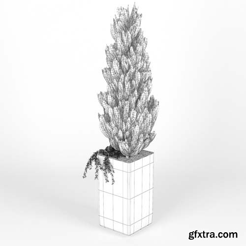Cgtrader - Square Tall Planter Thuja 3D model