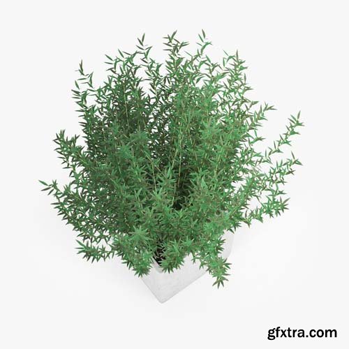 Cgtrader - Square Large Planter bush 3D model