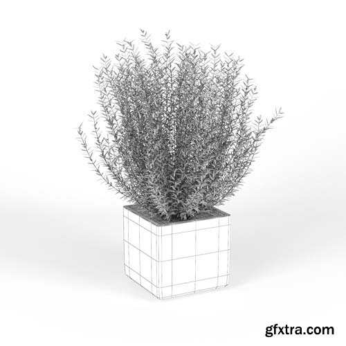 Cgtrader - Square Large Planter bush 3D model