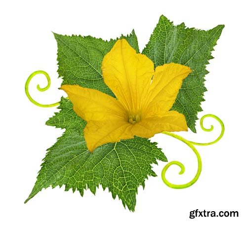 Cucumber Flower Isolated - 8xJPgs