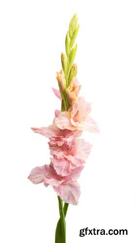 Gladiolus Flower Isolated - 8xJPGs