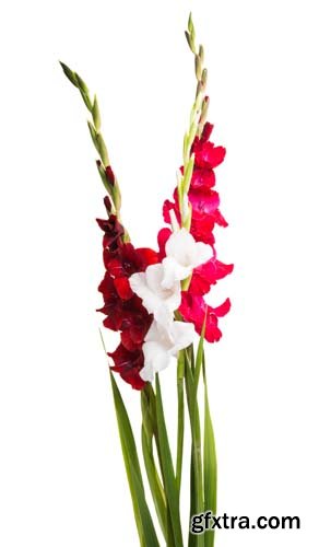 Gladiolus Flower Isolated - 8xJPGs
