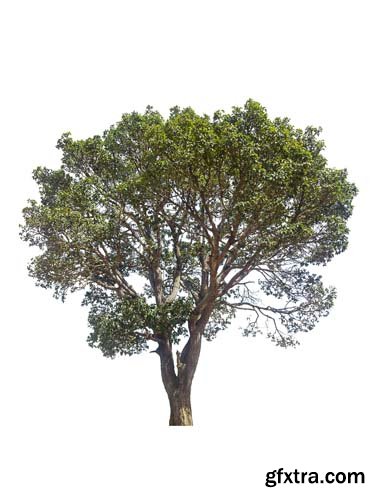 Green Tree Isolated - 5xJPGs