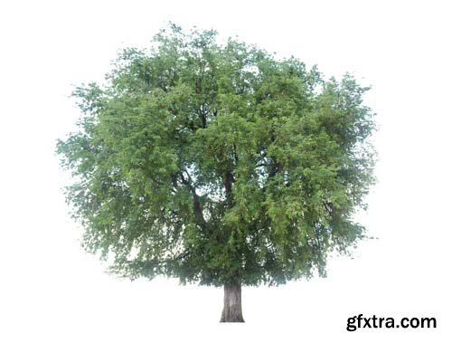 Green Tree Isolated - 5xJPGs