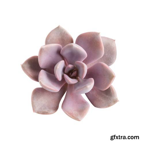 Succulent Plant Isolated - 7xJPGs