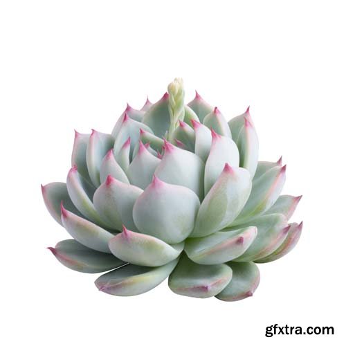 Succulent Plant Isolated - 7xJPGs