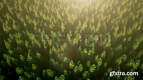 Fir Forest At Sunrise 230418