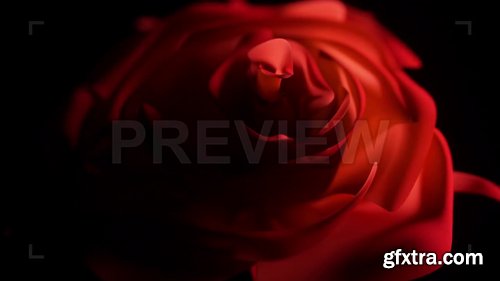 Single Red Rose Close Up 230407