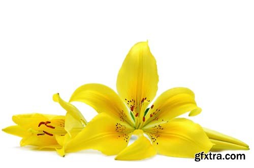 Yellow Lily Isolated - 8xJPGs