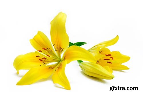 Yellow Lily Isolated - 8xJPGs