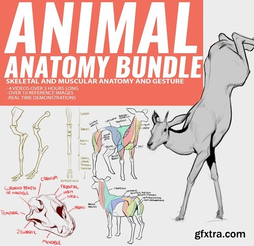 Gumroad - Animal Anatomy Bundle