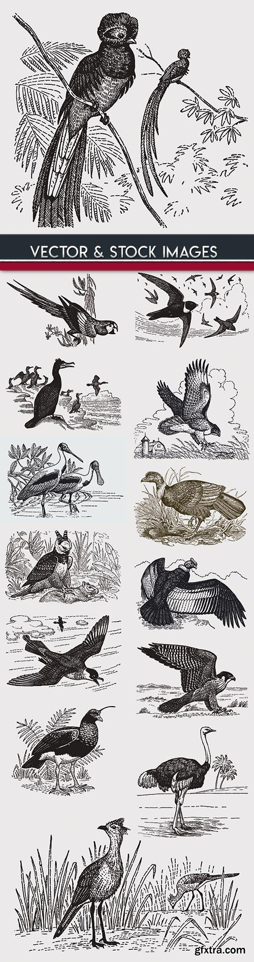 Birds drawn engravings in vintage style