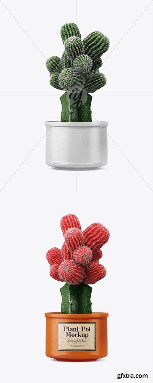Cactus in Ceramic Pot Mockup 35072 Cactus in Ceramic Pot Mockup 35072