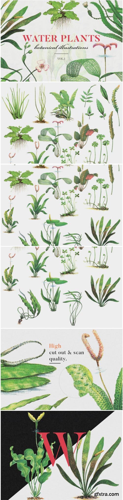 Water Plants Vol.1 1749051