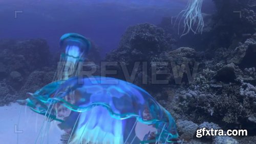 Detailed Jelly Fish Pack 220352