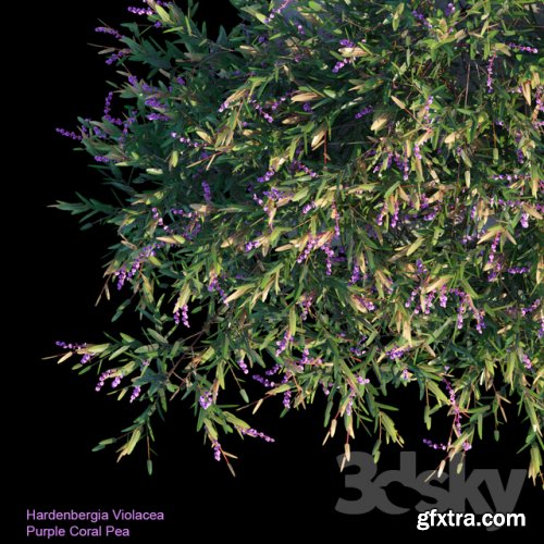 Purple Coral Pea Creeper 