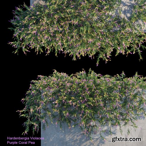 Purple Coral Pea Creeper 