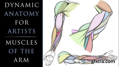 Dynamic Anatomy for Artists - Drawing the Muscles of the Arm