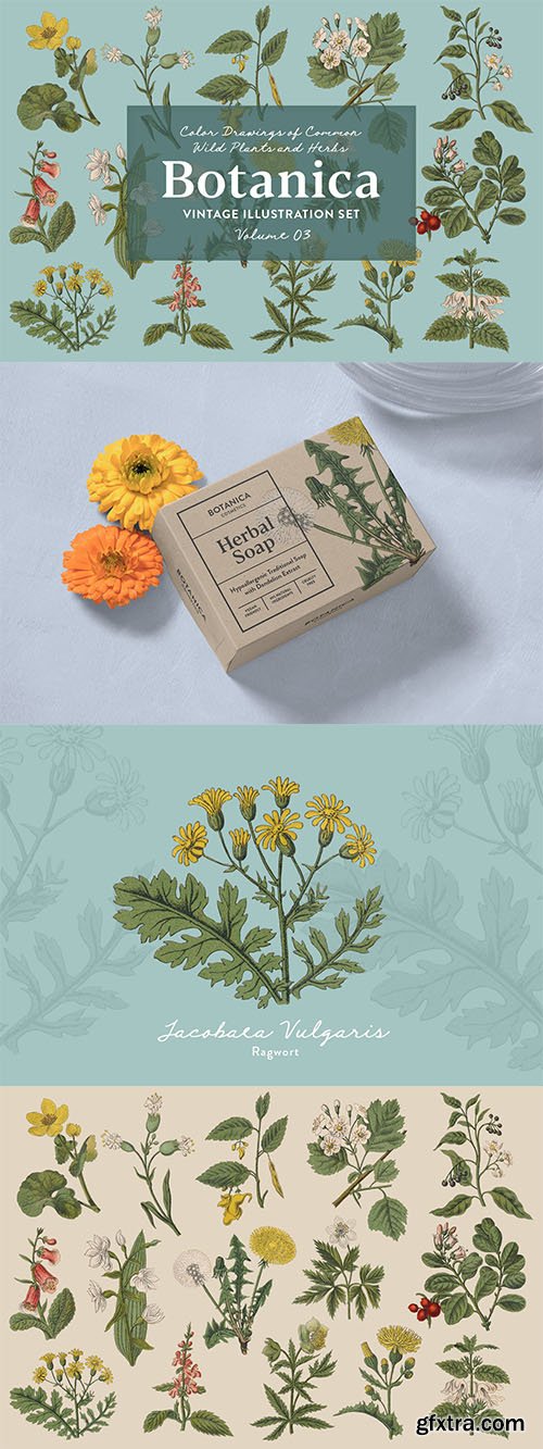 Botanica Vol. 1 - Vintage Plants Illustrations Botanica Vol. 1 - Vintage Plants Illustrations