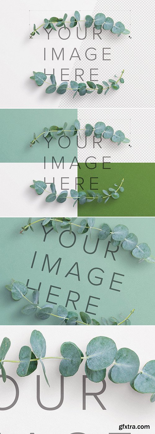 Eucalyptus Mockup Scene 278818167
