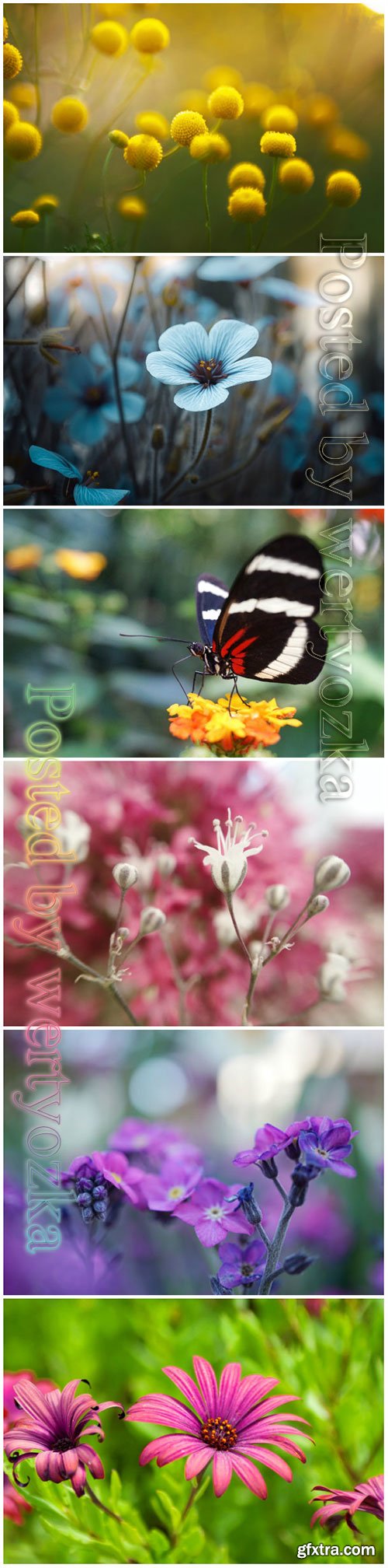 Flowers and butterflies beautiful stock photo
