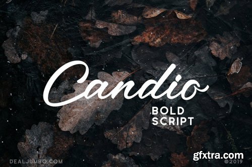 49 Script Fonts Bundle