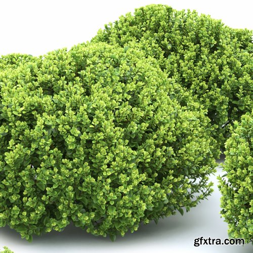 Turbosquid - Berberis Thunbergii Cobold 3D model